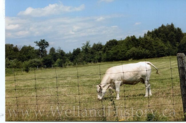 image Barns Cow near Lindsay July 5 2016-- 769.jpg