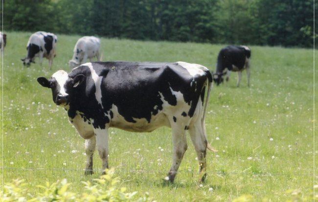 image Barns Holstein Cow Bonnechere Valley June 4 2020-721.jpg