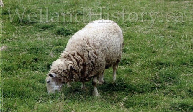 image Barns Sheep Lang Pioneer Village August 11 2017--975.jpg
