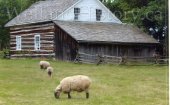 image Barns Sheep Lang Pioneer Village August 11 2017--976.jpg