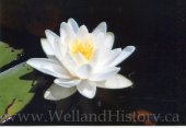 image Barns Water lily Hwy28 near MacGillivary Rd July 2016--808.jpg